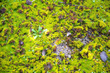 musgo en piedras humedad