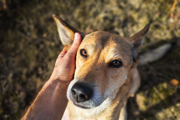 Faceless man stroking peaceful dog at nature