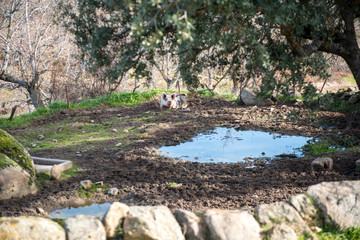 CERDO TUMBADO COMIENDO BELLOTAS