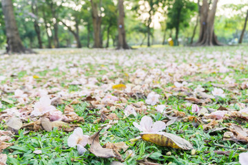 Public park in autumn, Beautiful flower on floor.