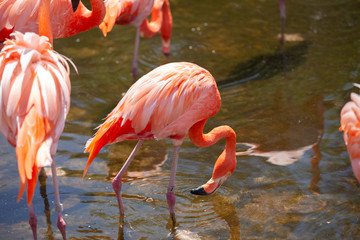 Greater Flamingo (Phoenicopterus roseus) on the wate