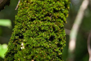 moss