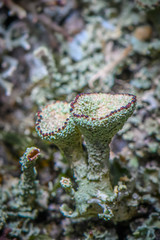Lichen Cladonia chlorophaea. Green-red lichen. 