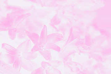 Pastel pink gradient abstract background with hyacinth flower pattern
