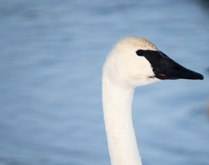 Obraz premium white swan