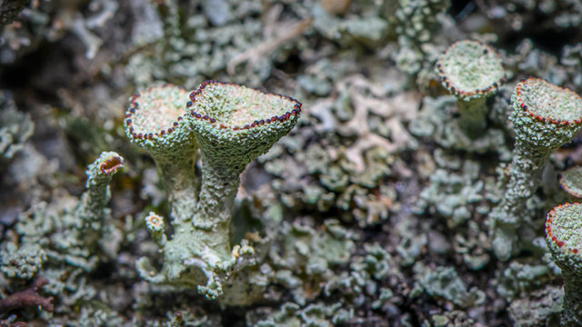 Lichen Cladonia chlorophaea. Green-red lichen. Selective focus. Photo made in north of Norway on the coast - near Tromso City.