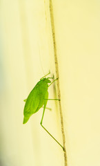 Grande sauterelle verte