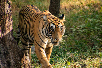 Noori of Ranthambore