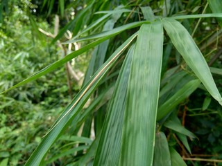 close up green bamboo leaves in the nature