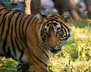Noori of Ranthambore