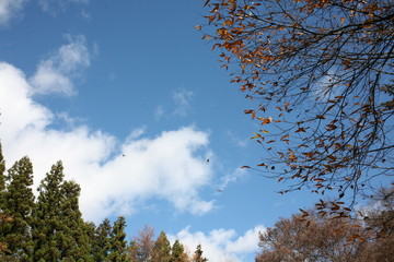 秋の空