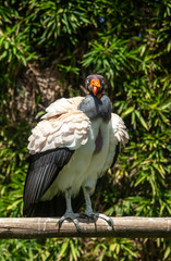 King vulture outdoors in the park