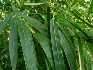 Obraz premium close up green bamboo leaves in the nature