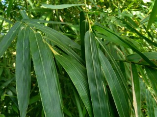 close up green bamboo leaves in the nature