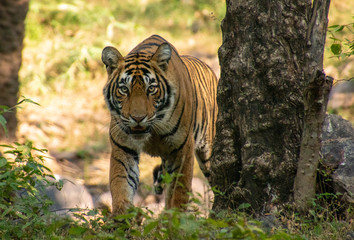 Noori of Ranthambore