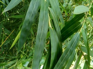 close up green bamboo leaves in the nature