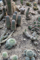 Parodia neglecta brandt cactuses in the Botanical Garden (Fuveszkert) of Budapest