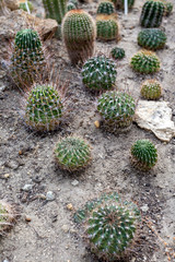 Parodia neglecta brandt cactuses in the Botanical Garden (Fuveszkert) of Budapest