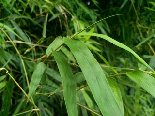 close up green bamboo leaves in the nature