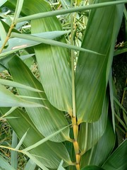 Fototapeta premium close up green bamboo leaves in the nature