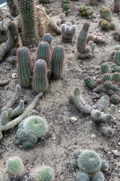 Parodia neglecta brandt cactuses in the Botanical Garden (Fuveszkert) of Budapest