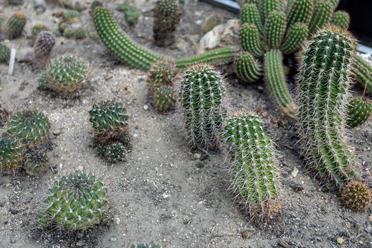 Parodia neglecta brandt cactuses in the Botanical Garden (Fuveszkert) of Budapest