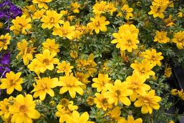 yellow verbena flower in the garden