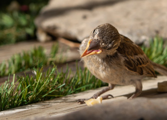 a passer domesticus on artificial grass
