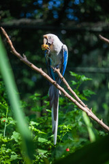 colorful parrot in park