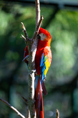 colorful parrot in park