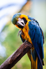 colorful parrot in park
