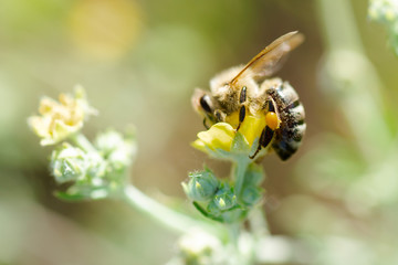 bee collects nectar from Potentilla erecta, Tormentilla, Potentilla laeta, tormentil, septfoil or erect cinquefoil . Honey Plant. Natural background. Summer concept.
