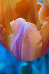 Close Up Orange Tulip 