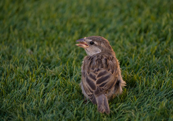 a female passer domesticus on artificial grass