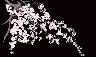 Sakura, Cherry blossom branches, isolated wit transparent background