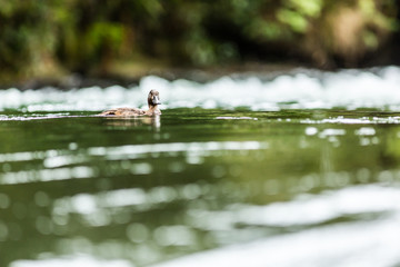 Fototapeta na wymiar A duck paddling in the Kaituna river 