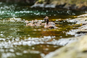 Ducks and ducklings swimming in a local river 