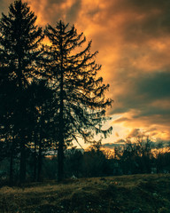 Silhouette Trees Against a Dramatic Cloudscape