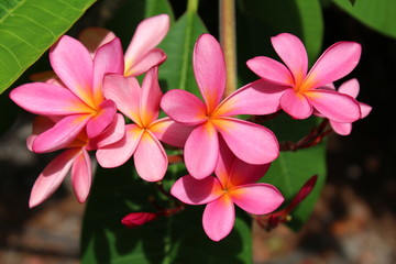 Pink plumeria flowers