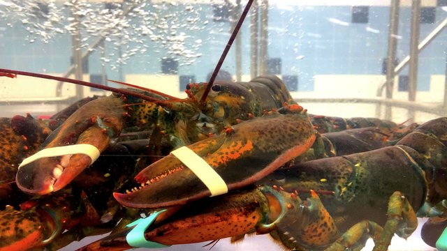 Un homard rouge dans l'aquarium d'une poissonnerie 