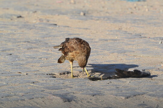 sparrow-hawk