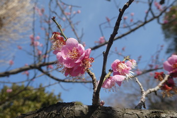 Plum Blossom Japan