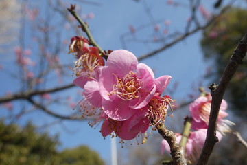 Plum Blossom Japan