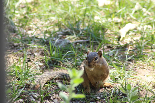 squirrel in park (front)