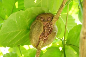 Philippine tarsier in Bohol island