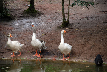 The 4 geese near the lake