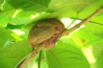 Philippine tarsier in Bohol island