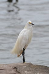 Heron