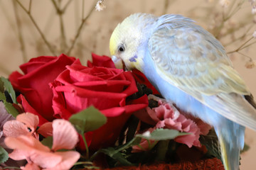 セキセイインコ パステルレインボーと花束