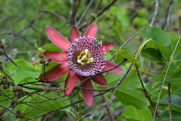 Passion Flower
